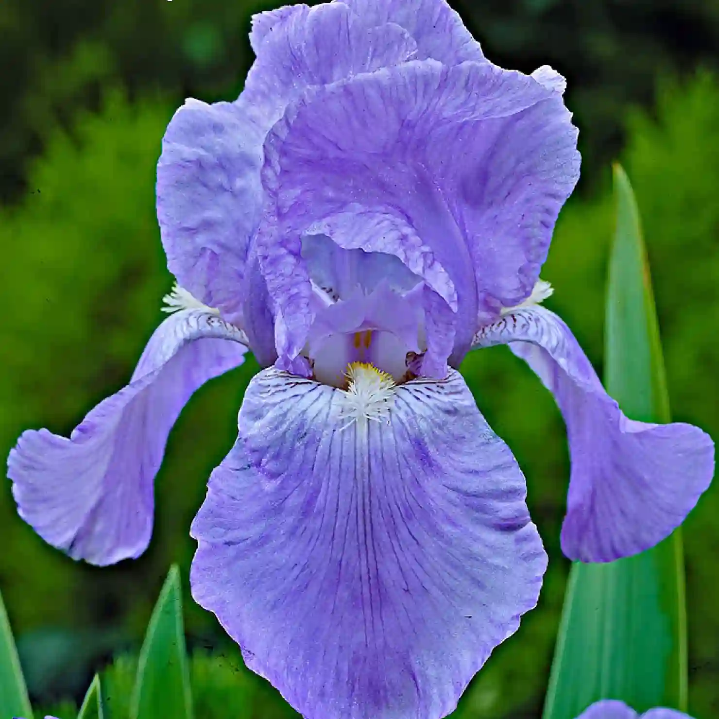 Paarsblauwe Baardiris (Iris Germanica)