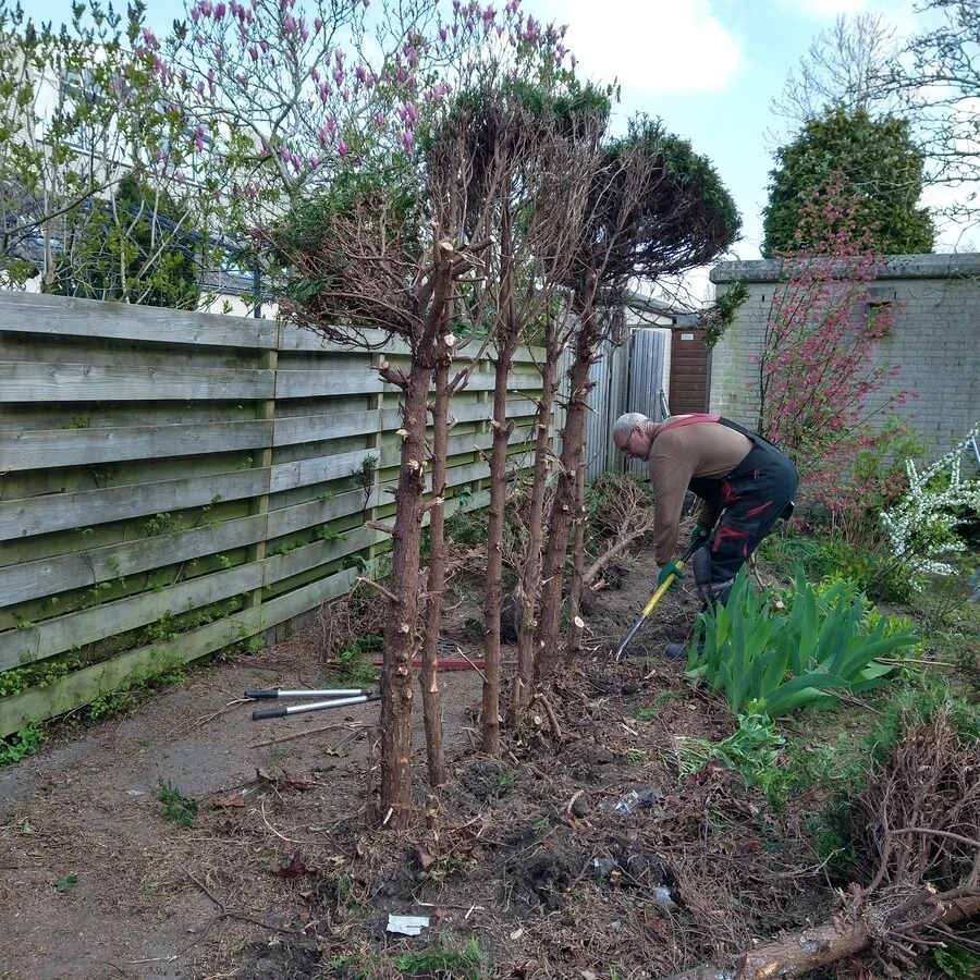 De laatste Coniferen worden gerooid