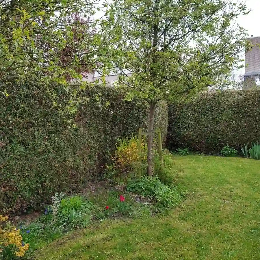 Tuin met coniferenhaag