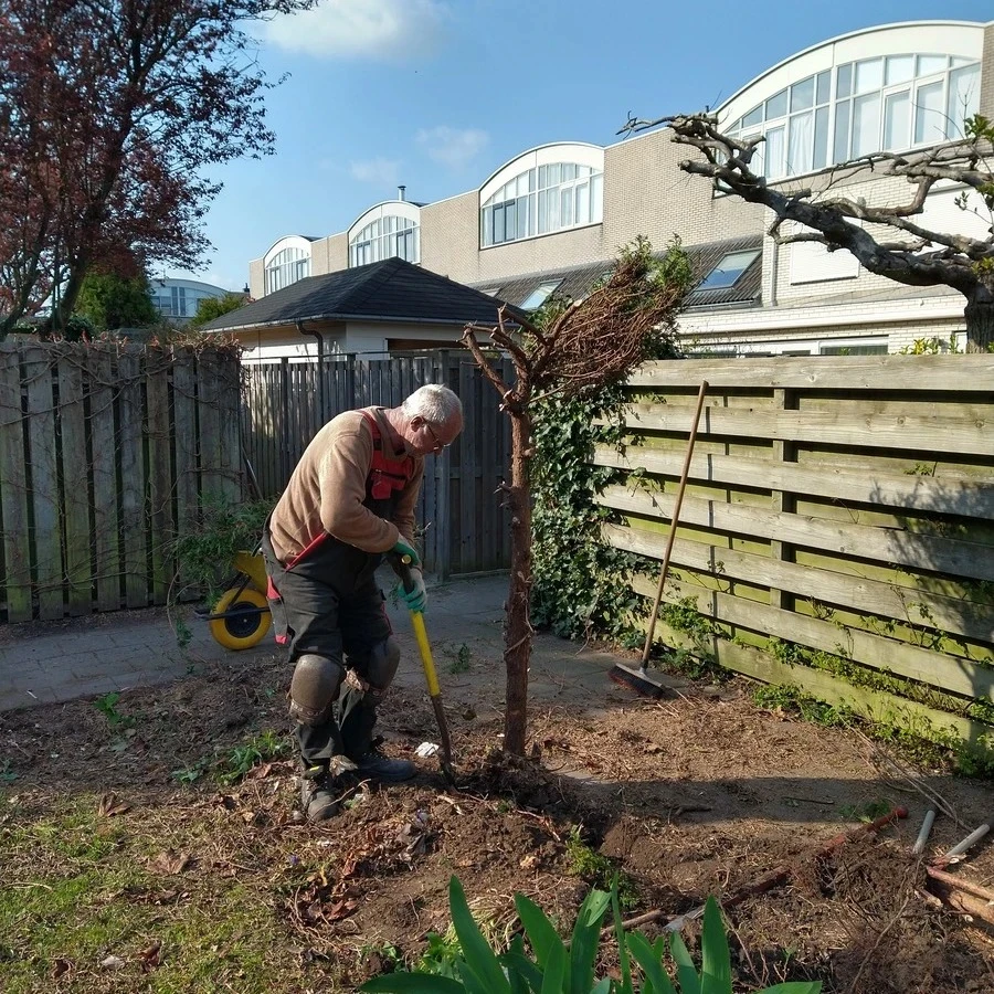 De laatste Conifeer wordt verwijderd